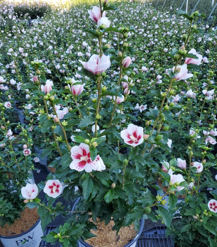 Rose of Sharon – Lil’ Kim – #3 Container